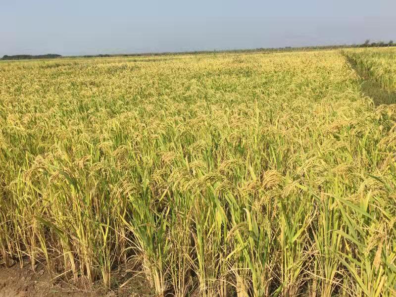 1573355637376485.jpg 1573355637376485.jpg