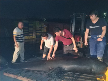 美图秀秀 最小化    再一条短肢领航鲸       _20190625090447.jpg